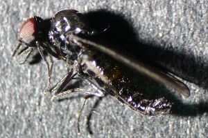 Iteaphila nitidula