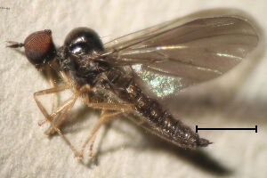 Trichinomyia