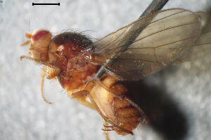 Pseudolyciella pallidiventris