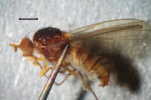 Pseudolyciella subpallidiventris