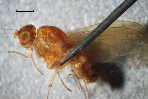 Sapromyzosoma laevatrispina