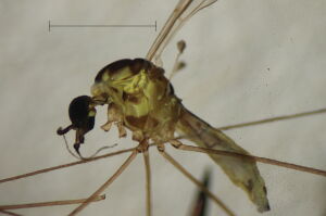 Gonomyia subtenella