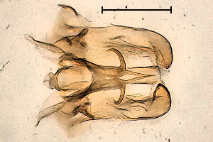 Paradelphomyia ecalcarata