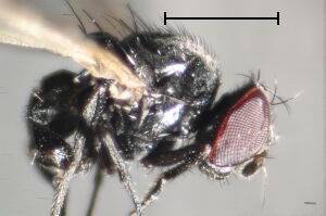 Priscoearomyia