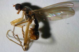 Micropezidae