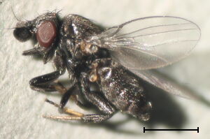 Phyllomyza securicornis
