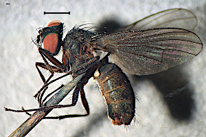 Spilogona solitariana