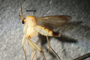 Allocotocera