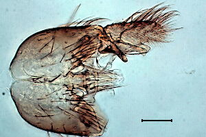 Exechia chandleri
