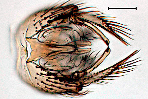 Exechia dentata