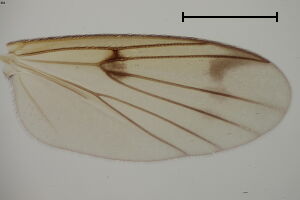 Mycetophila alea