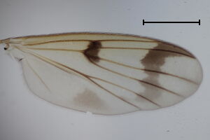 Mycetophila bialorussica