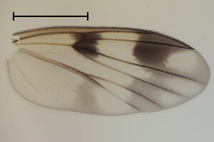 Mycetophila edwardsi