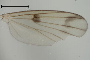 Mycetophila luctuosa