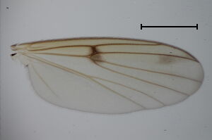 Mycetophila mitis