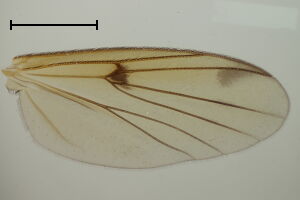 Mycetophila sigillata
