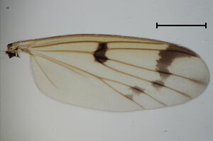 Mycetophila sigmoides