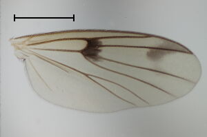 Mycetophila strigata