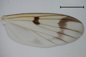 Mycetophila strigatoides