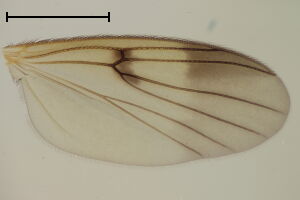 Mycetophila stylata