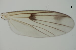 Mycetophila sublunata