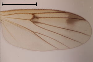 Mycetophila unguiculata