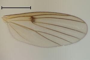 Mycetophila unicolor