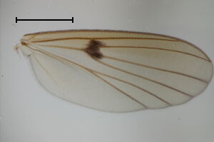 Mycetophila unipunctata