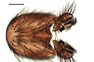 Phronia mutabilis
