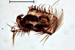 Phronia portschinskyi