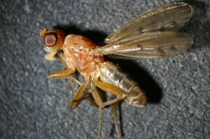 Opomyzidae