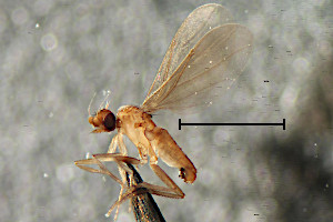 Chonocephalus #a