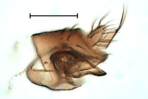Megaselia painterae