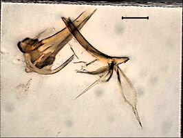 Chalarus longicaudis