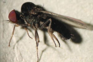 Agathomyia