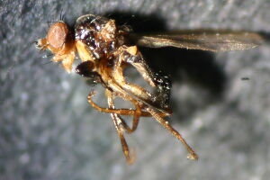 Pseudopomyzidae