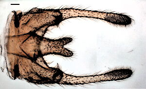 Ptychoptera helena