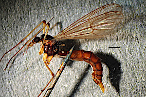 Ptychoptera scutellaris