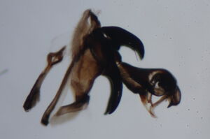 Sarcophaga similis