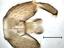 Austrosciara hyalipennis