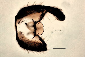 Pseudolycoriella subbruckii
