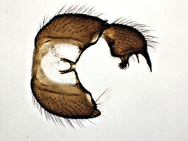 Sciara humeralis