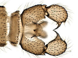 Spathobdella colei