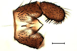 Trichosia edwardsi