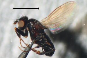 Apteromyia claviventris