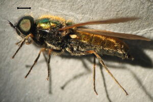 Chloromyia formosa