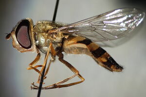 Syrphidae