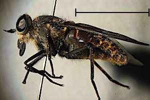 Hybomitra auripila