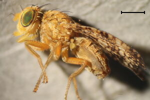 Oxyna flavipennis