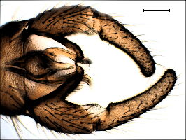 Trichocera recondita